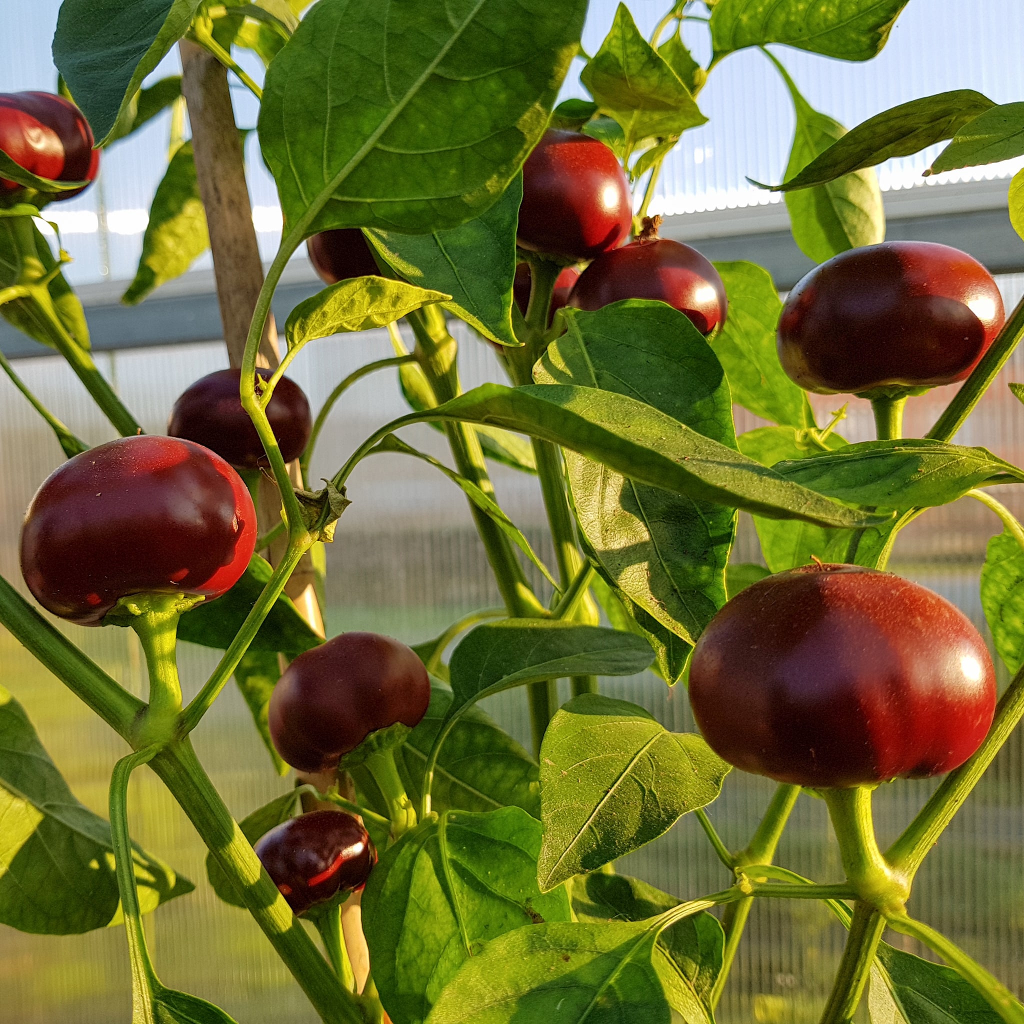 Chocolate Cherry Bomb - Sjemenke chili papričica 5 Chocolate Cherry Bomb - Sjemenke chili papričica - Slika 3