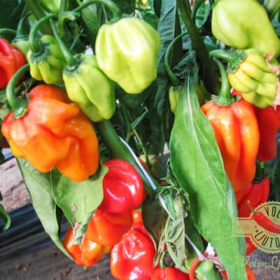Red Savina Habanero sadnica chili papričice 11
