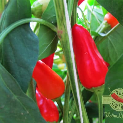 Alternative view of Purira sadnica chili papričice