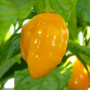 Habanero Yellow sadnica chili papričice 11