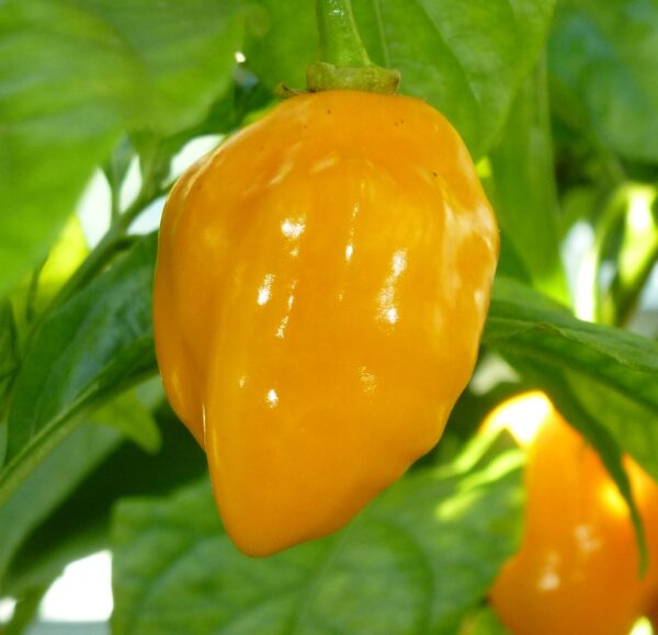 Habanero Yellow sadnica chili papričice 3