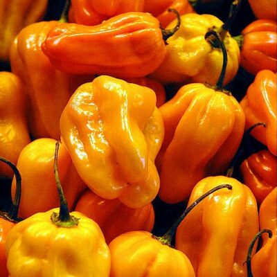 Habanero Yellow sadnica chili papričice 12 Habanero Yellow sadnica chili papričice 3