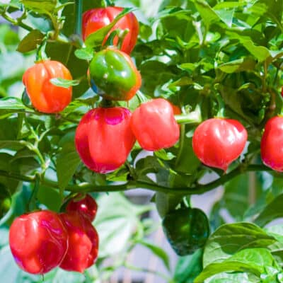 Habanero Red sadnica chili papričice 10