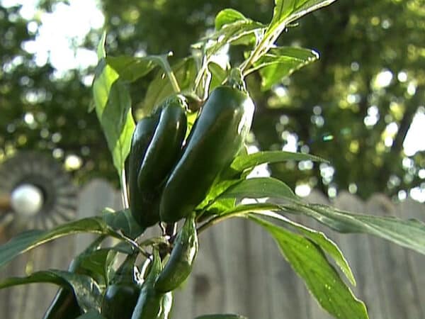Jalapeno sadnica chili papričice 3