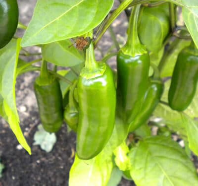 Jalapeno sadnica chili papričice 15