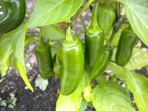 Jalapeno sadnica chili papričice 5