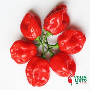 Habanero Red - svježe chili papričice 10