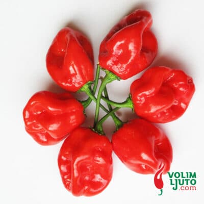 Habanero Red - svježe chili papričice 11
