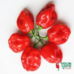 Kapsaicin - krivac za ljutinu kod chili papričica? 1