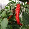Hot Portugal sadnica chili papričice 2