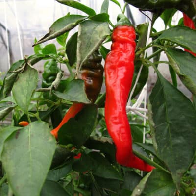 Hot Portugal sadnica chili papričice 12