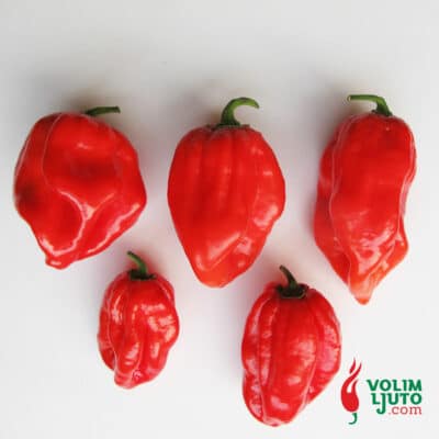 Red Savina Habanero - svježe chili papričice 8