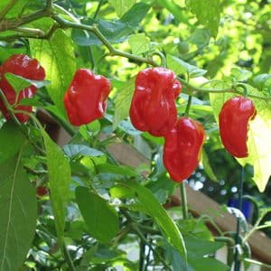 Red Savina Habanero sadnica chili papričice 9