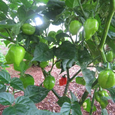 Red Savina Habanero sadnica chili papričice 13