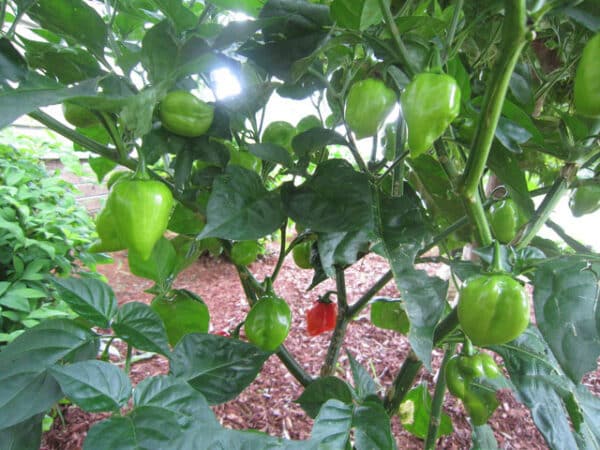 Red Savina Habanero sadnica chili papričice 7