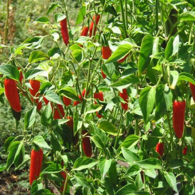 Serrano sadnica chili papričice 12