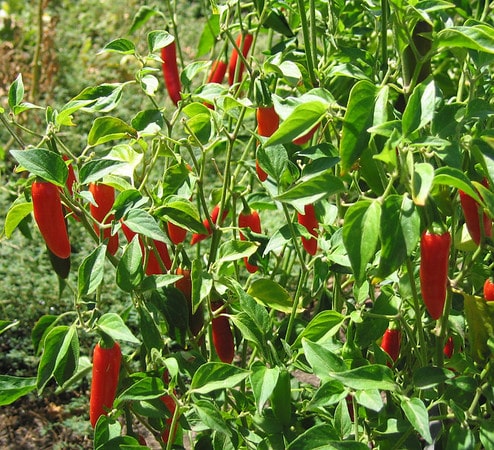 Serrano sadnica chili papričice 5