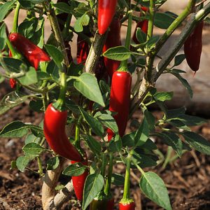 Serrano sadnica chili papričice 15