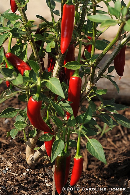 Serrano sadnica chili papričice 8
