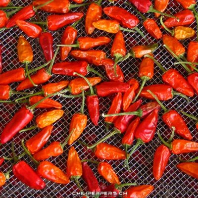 Thai Hot sadnica chili papričice 7