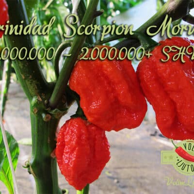 Trinidad Scorpion Moruga - svježe chili papričice 27