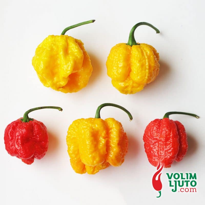 Gurmansko putovanje kroz svijet rijetkih ljutih paprika 2