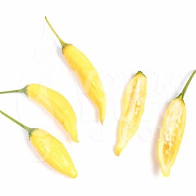 Aji Pineapple - Sjemenke chili papričica 7 Aji Pineapple - VolimLjuto.com