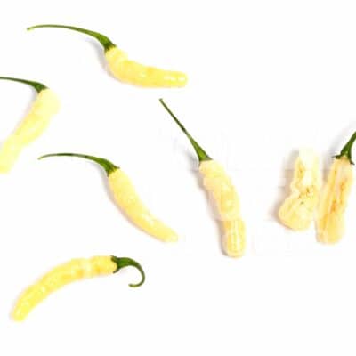 Aribibi Gusano - Sjemenke chili papričica 9 Aribibi gusano - VolimLjuto.com