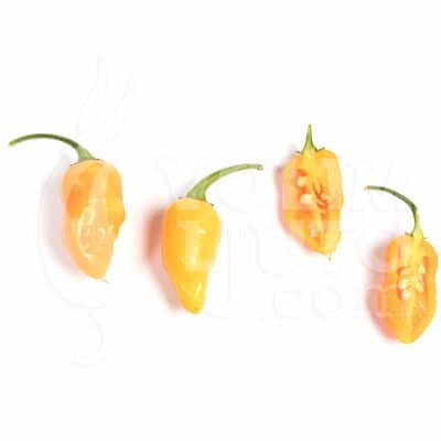 Datil - Sjemenke chili papričica 9 Datil - ILikeItHot.eu
