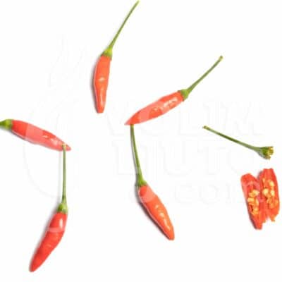 Tabasco sadnica chili papričice 9 Tabasco - ILikeItHot.eu