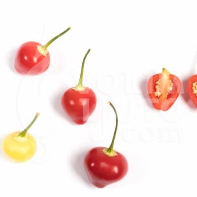 Trepadeira Werner - Sjemenke chili papričica 7 Trepedeira werner - VolimLjuto.com