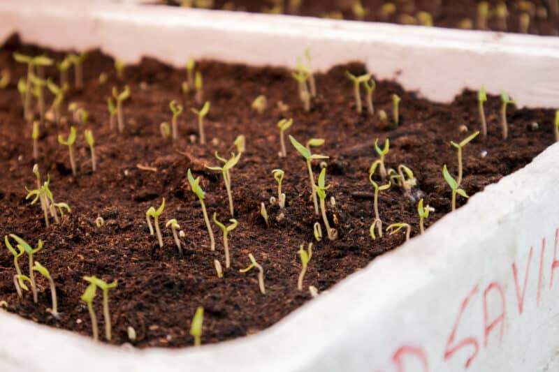 Vodič za uzgoj ljutih papričica iz sjemena 10 Vodič za uzgoj ljutih papričica iz sjemena 2