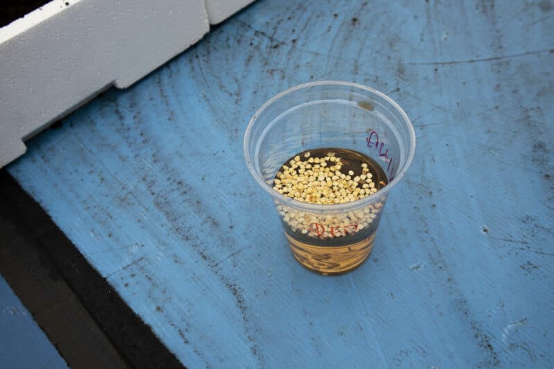 Vodič za uzgoj ljutih papričica iz sjemena 9 Vodič za uzgoj ljutih papričica iz sjemena 1