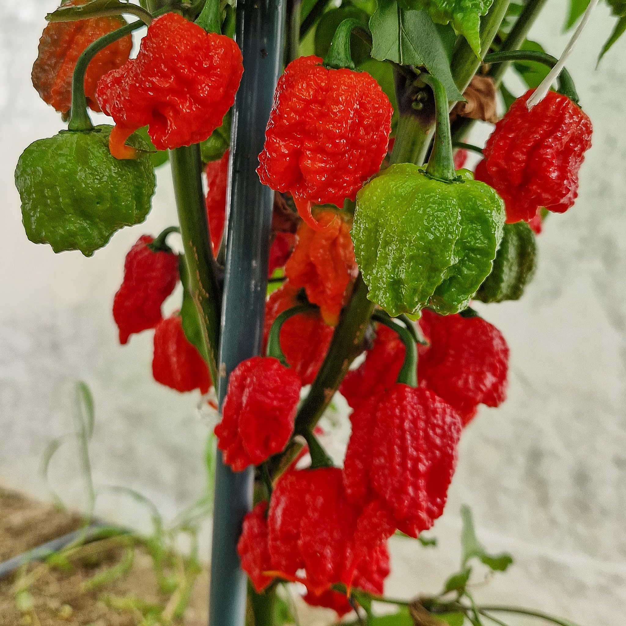 Carolina Reaper - svježe chili papričice 6 kapsaicin