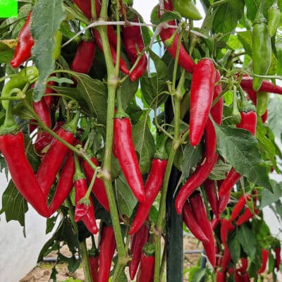 Cayenne sadnica chili papričice