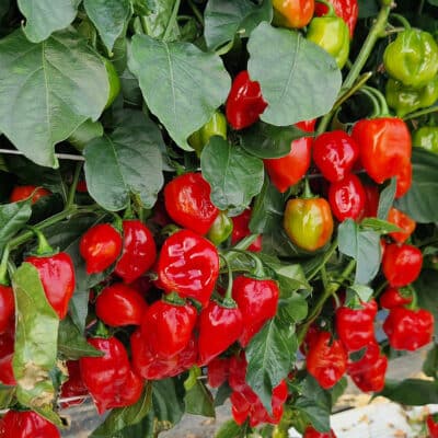 Habanero Red sadnica chili papričice