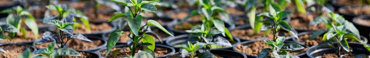 Ultimativni vodič za uzgoj chili papričica 10