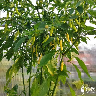 Aribibi Gusano sadnica chili papričice 5 Aribibi gusano - VolimLjuto.com