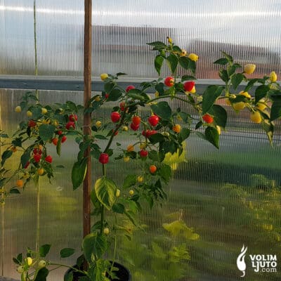 Trepadeira Werner - VolimLjuto.com