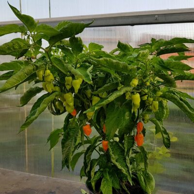 Datil - Sjemenke chili papričica 8 Datil - VolimLjuto.com