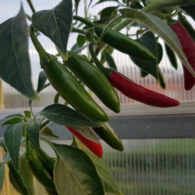 Serrano sadnica chili papričice 13 Serrano - Volim Ljuto