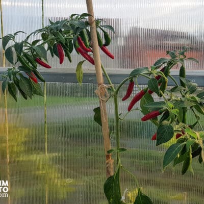 Serrano - Sjemenke chili papričica 2