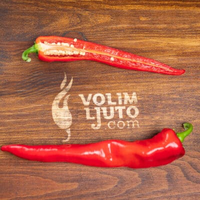 Hot Portugal sadnica chili papričice 12 Hot Portugal - VolimLjuto.com