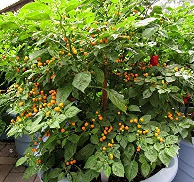 Aji Charapita - VolimLjuto.com