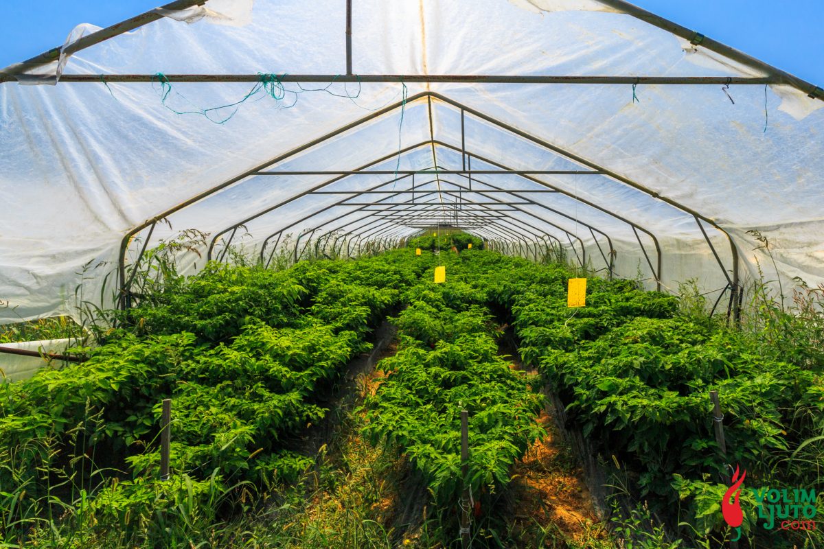 Ultimativni vodič za uzgoj chili papričica 3