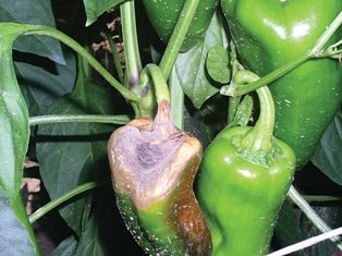 Ultimativni vodič za uzgoj chili papričica 21