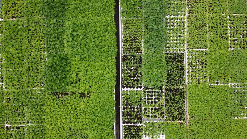 Kako se brinuti za mlade chili papričice