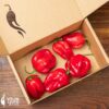 Red Savina Habanero - svježe chili papričice 1