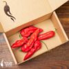Bhut Jolokia Red - svježe chili papričice 1
