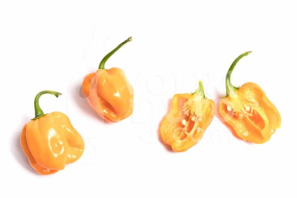 Habanero Numex Suave - Sjemenke chili papričica 3